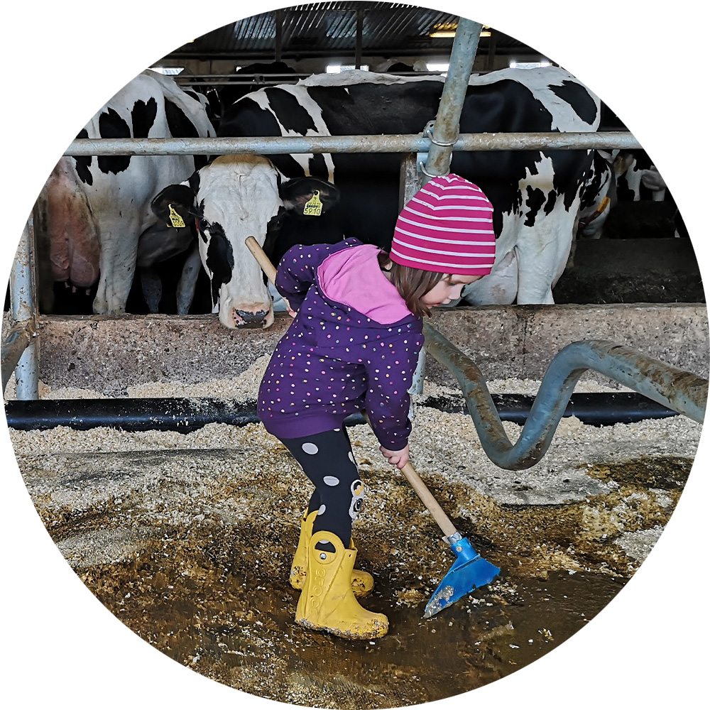 Navettaympäristö, lehmä katsoo lasta, joka lapioi lantaa lattialta.